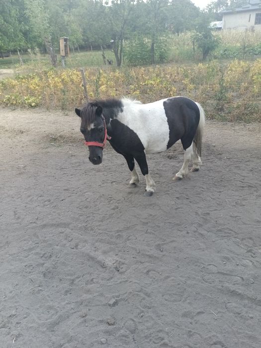 Vând poneită tărcată gestantă