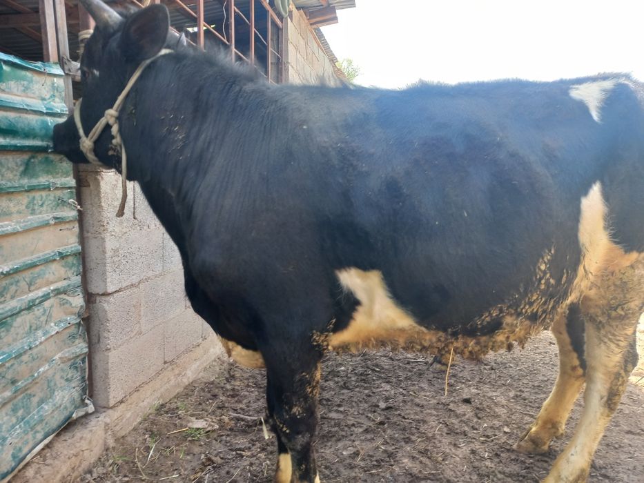 Срочно продам быка