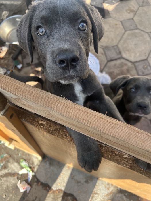 Продеются щенки Кане Корсо