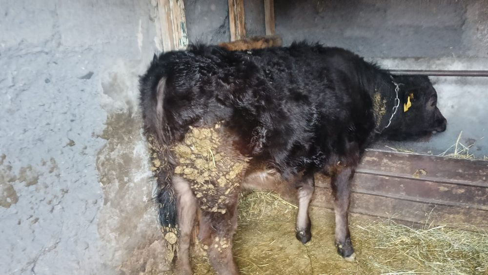 Продам телку стоит на откорме возраст 1 год