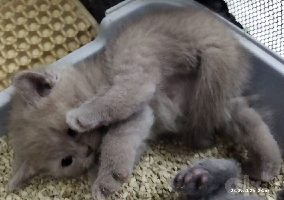 Продаются котята