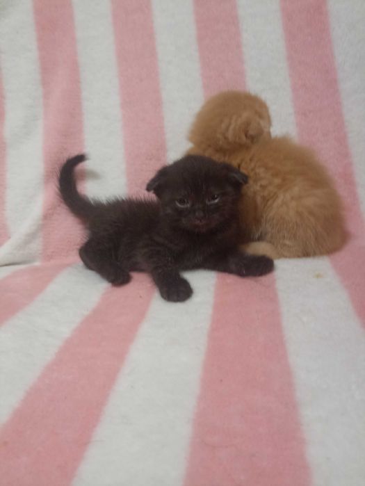 Продаются котята