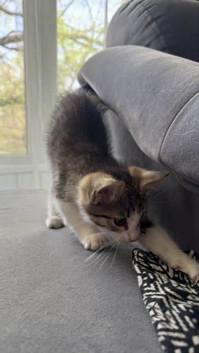 Отдам мальчика котенка