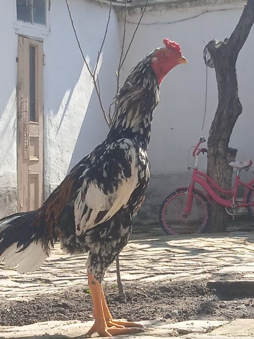 Дакани тоза карейс зоти