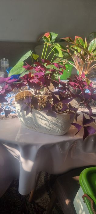 Продам цветы пересаженные удобренные