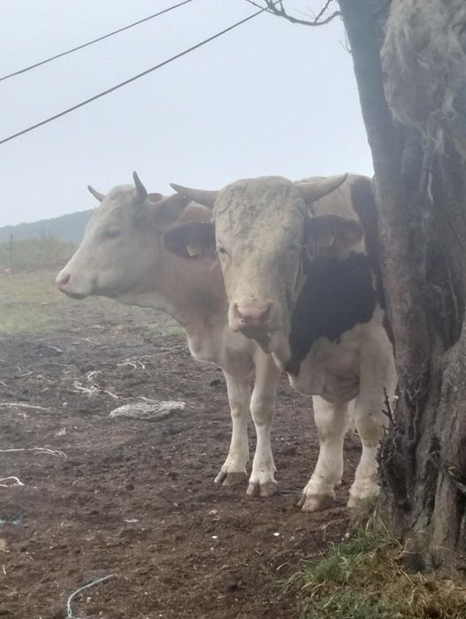 Vând taur pentru reproducție
