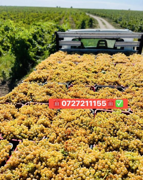Vand struguri de vin toate soiurile nobile