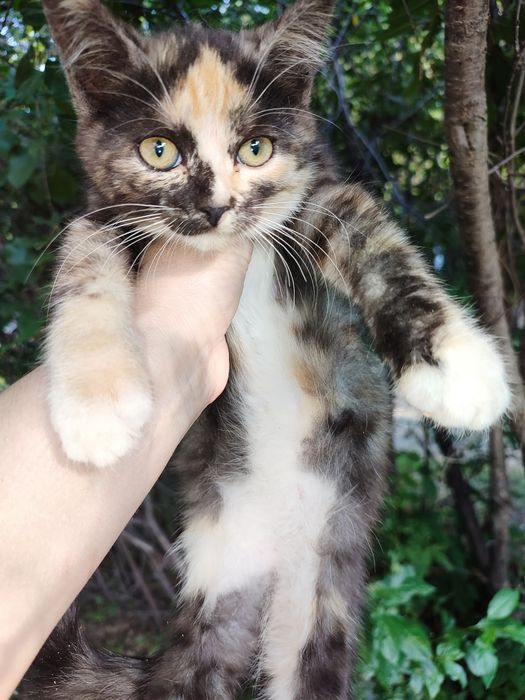 Отдам котят.Доставка есть