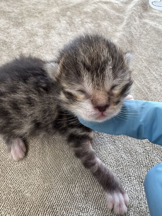 Курильский бобтейл кошка