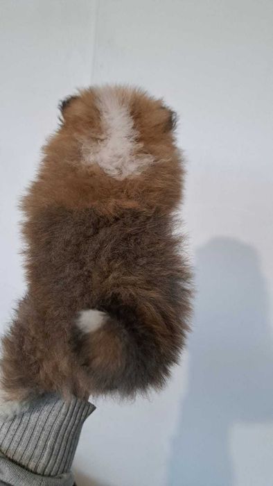 Уникално женско померанче