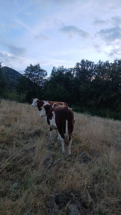 Taur de vânzare,detali la telefon