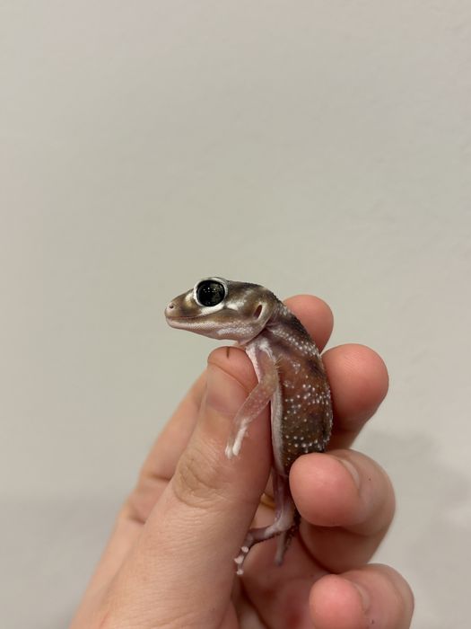 Нефрурусы геккон