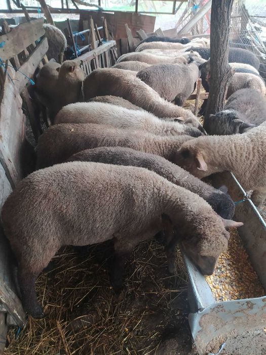 Vând miei birci pentru sacrificare