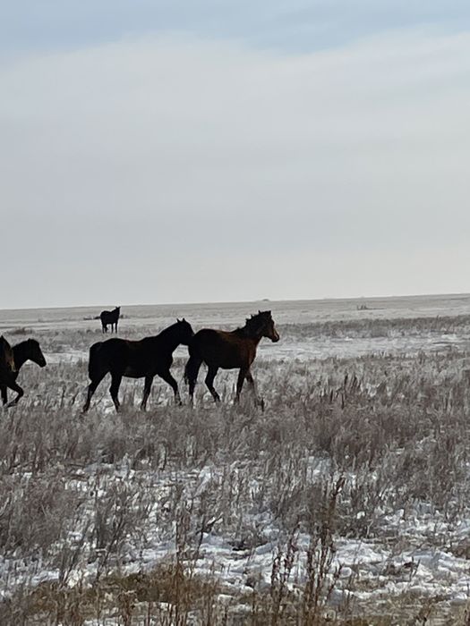 Продам лошади
