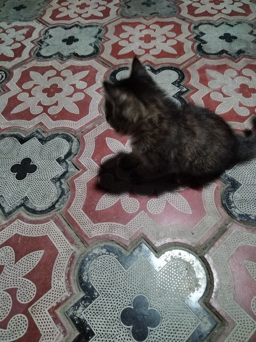 Mushukchalar bepul beriladi