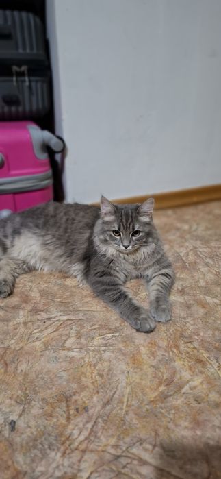 Кот мейн кун пароды