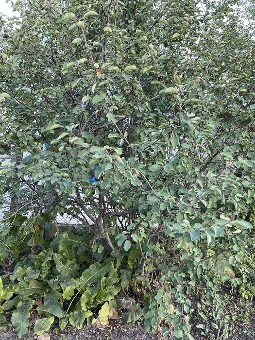 Продам дачу в экологически чистом районе