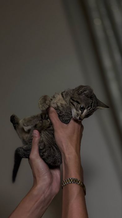 Котенок мальчик бесплатно