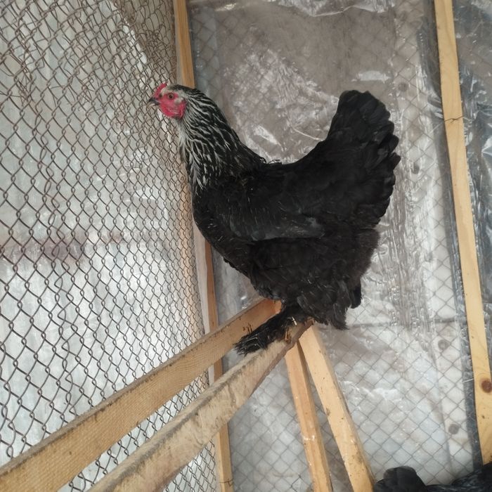 Продам куры домашние