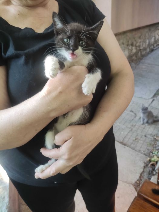 Подарявам малки котета