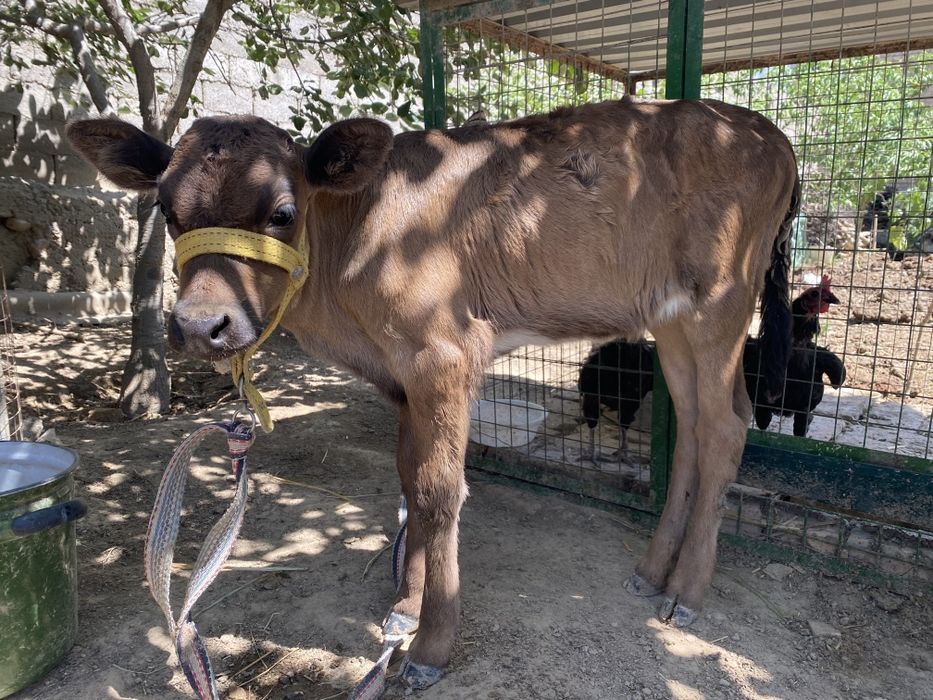 Швет хунажин сотилади
