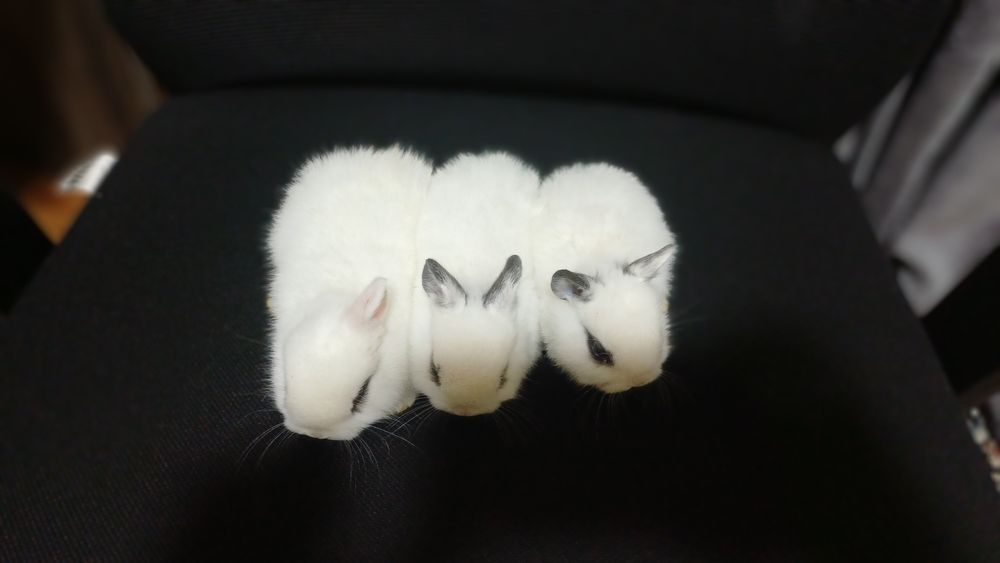 Кролики породы "хотот"