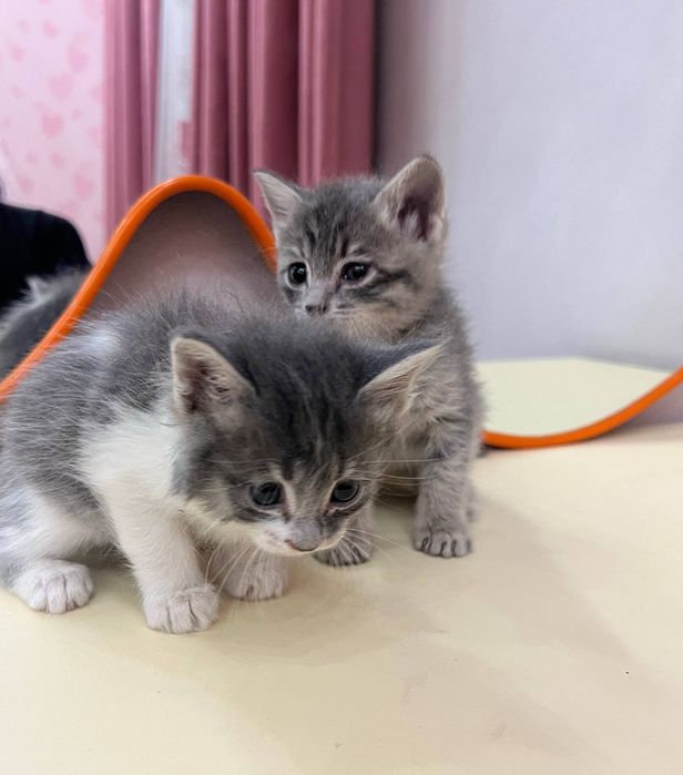 Милые домашние котята