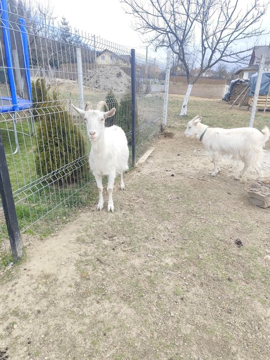 Capră sannen de lapte