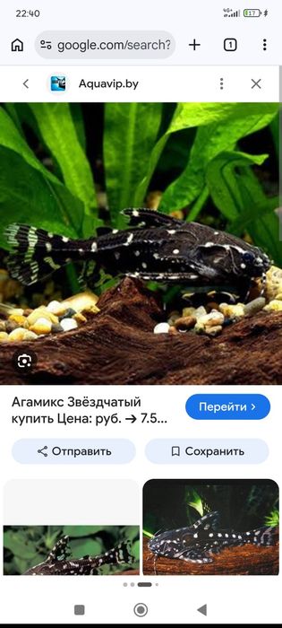 Рыбка Агамикс Звёздчатый 7-8 см