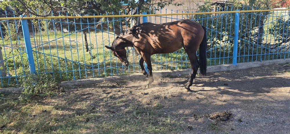 продам иноходцев