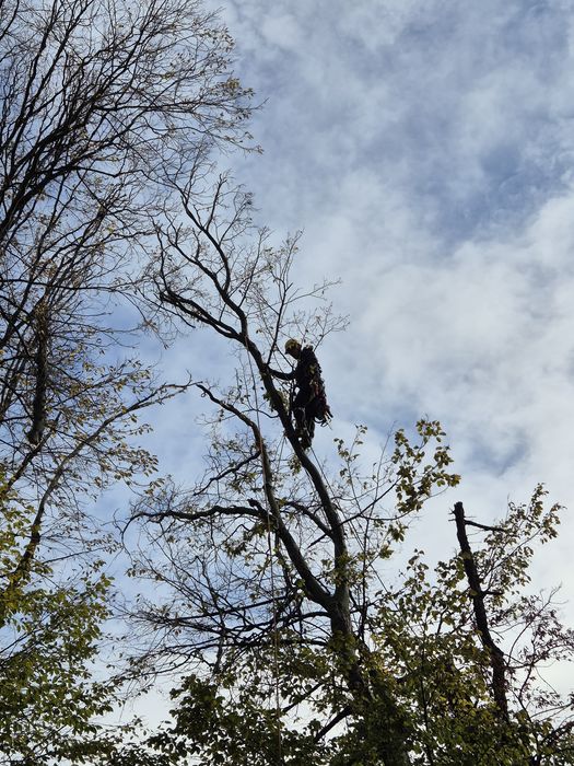 Toaletare taiere arbori periculosi cu alpinisti utilitari