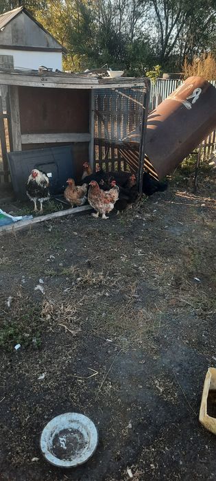 Продам кур дрмашних 15 шт.
