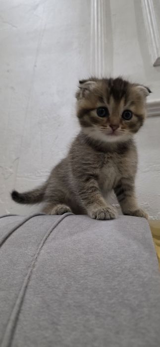 Продаётся вислоухая шотландский девочка