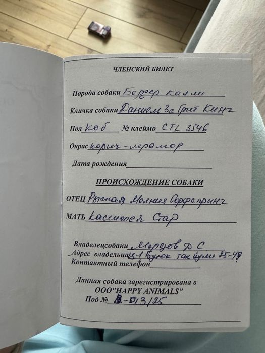 Чистокровный бордер колли