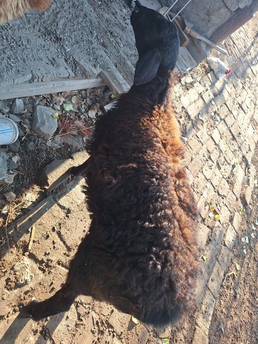 Продам барана срочно