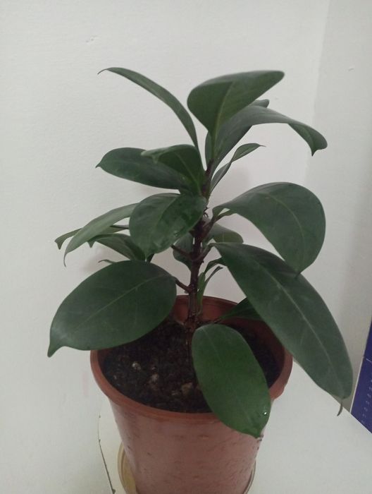 ФИКУС цветок  разновидность