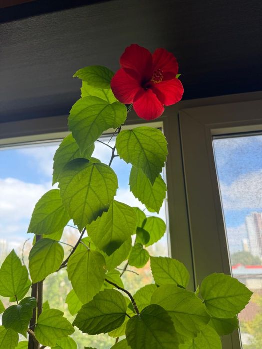 Продам гибискус китайскую розу