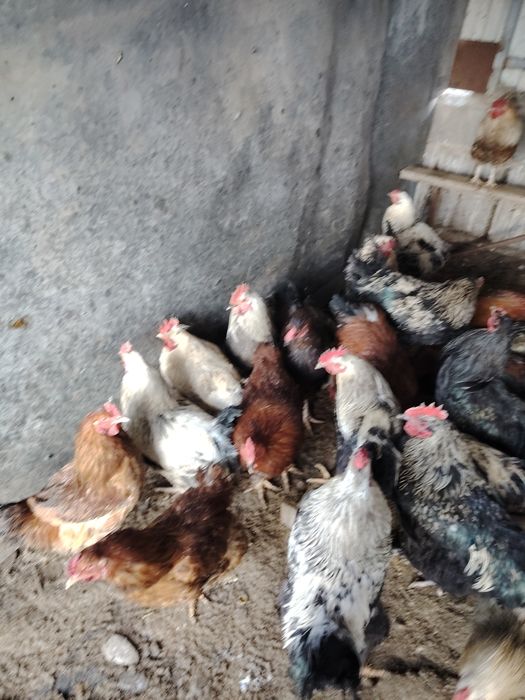 Продам петухов 1год