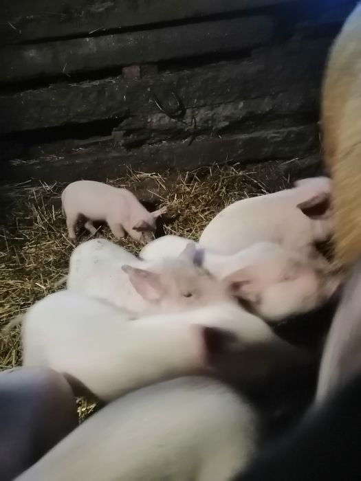 Продам   поросят