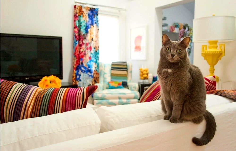 Передержка дома кошек