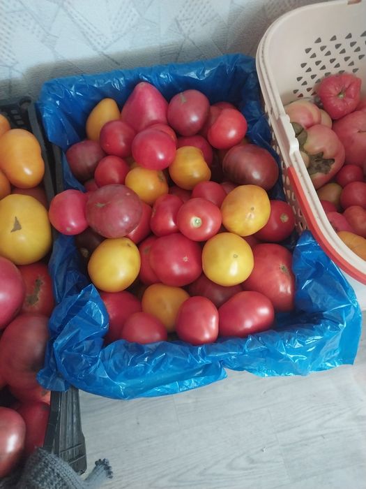 Продам домашние помидоры