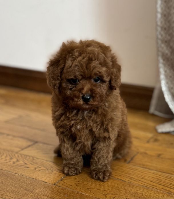 Poodle mini toy pedigree