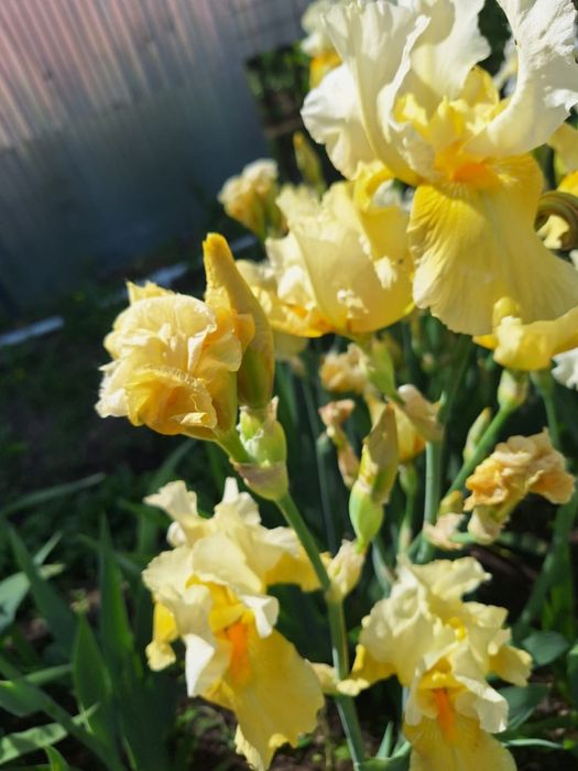 Продам многолетние цветы