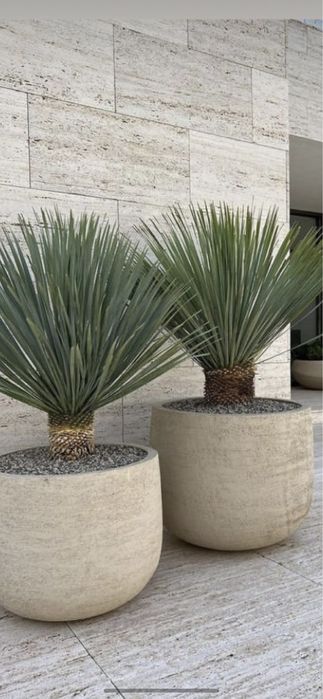 Fenix /yuca/cycas/plante