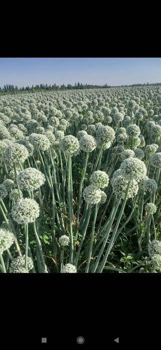 Пиёз уруґи сотилади.Орландо сорти Янги уруґ тозаланган.