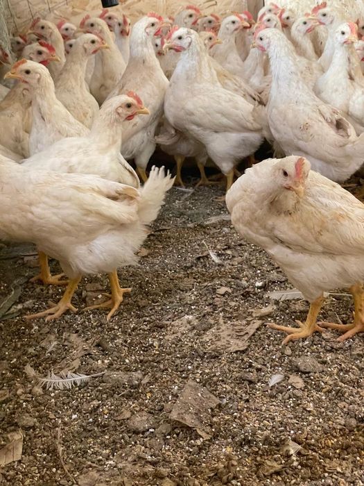 Продам петушков породы Родонит