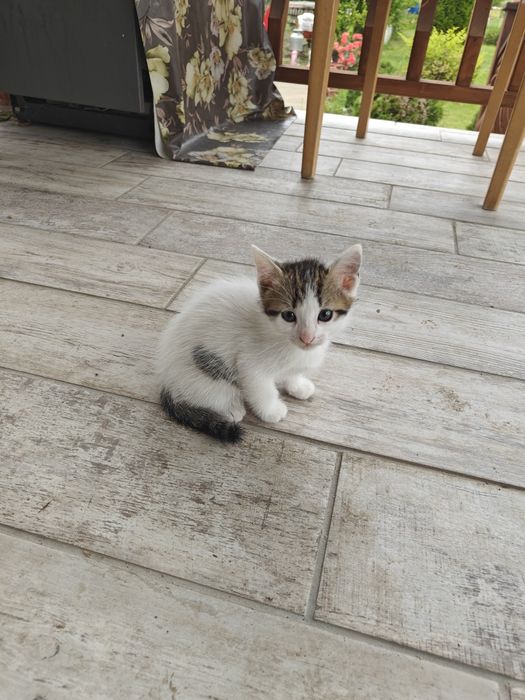 Подарявам котенца