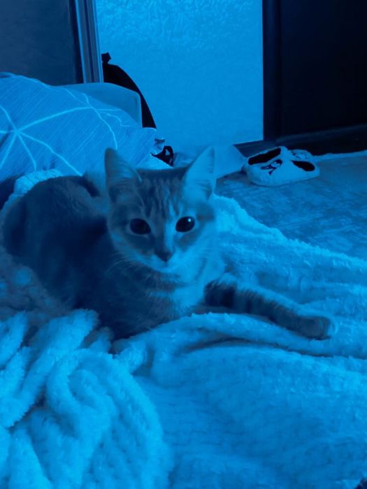 Отдам котика бесплатно