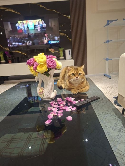 Кошка для вязки золотая шиншила