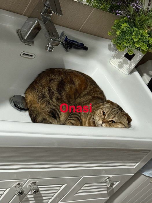 Skotsh strayt ikki oylik latok biladi ovqat yeydi juda aqilli